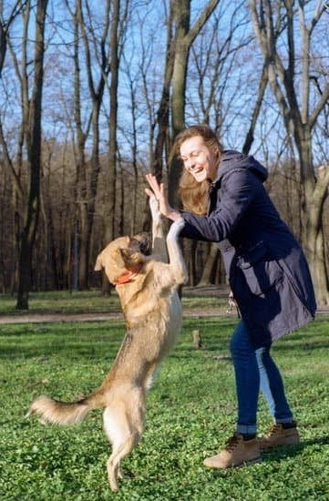 how-to-be-a-dog-trainer-for-service-dogs-every-day-interests