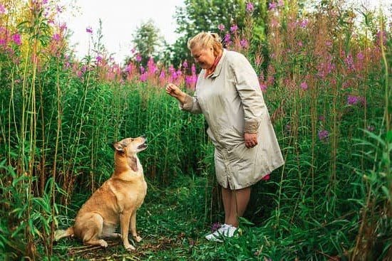 How To Become A Professional Service Dog Trainer | Every Day Interests