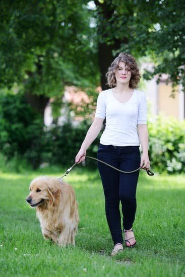 how-to-become-a-service-dog-trainer-in-michigan-every-day-interests