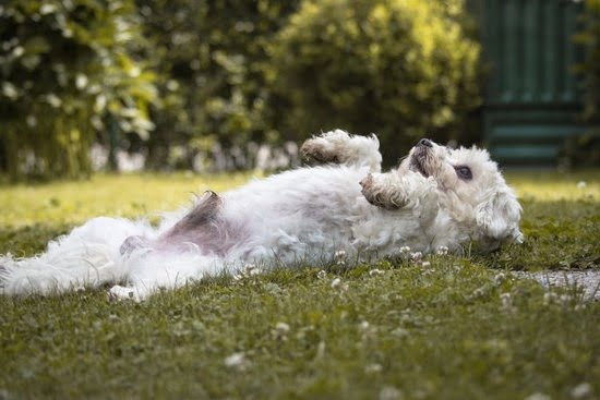 how-to-potty-train-a-2-year-old-boy-dog-every-day-interests