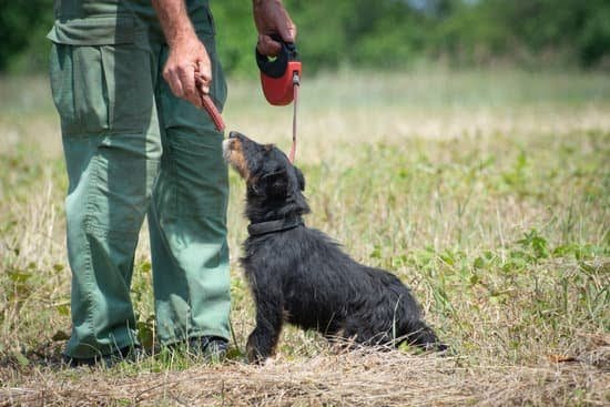 how-to-potty-train-a-2-year-old-dog-every-day-interests