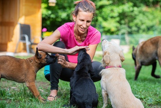 how-to-potty-train-a-dog-that-s-a-year-old-every-day-interests