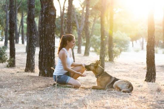 how-to-potty-train-a-dog-who-won-t-go-outside-every-day-interests