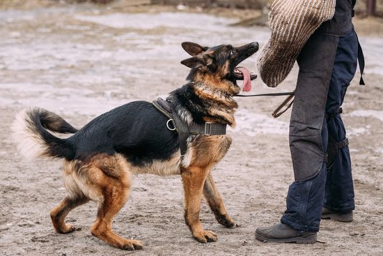 How To Potty Train A Older Yorkie Dog | Every Day Interests