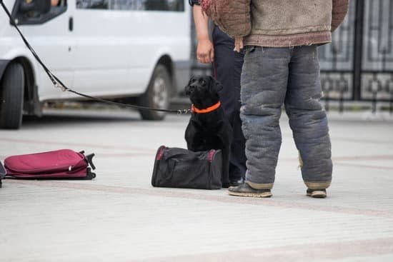 how-to-potty-train-rescue-dog-every-day-interests