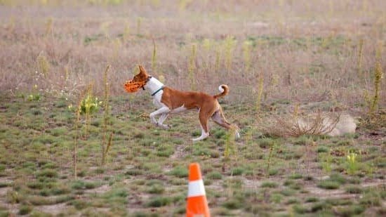 how-to-train-a-service-dog-for-anxiety-uk-every-day-interests