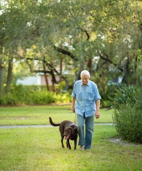 how-to-train-dog-to-use-bell-to-go-outside-every-day-interests