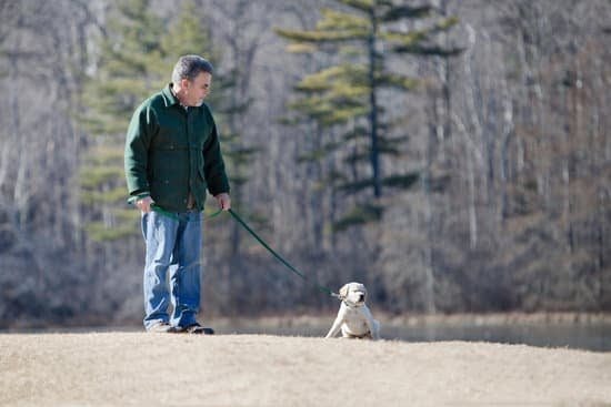 how-to-train-dog-to-use-doggy-door-bell-every-day-interests