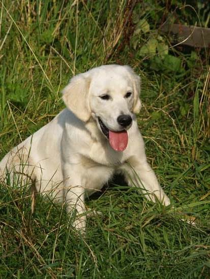 how-to-train-older-dog-to-potty-outside-every-day-interests