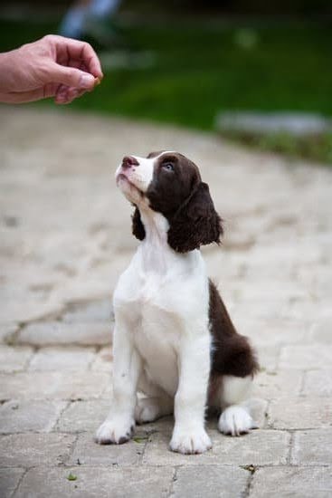 How To Use A Dog Shock Collar For Training | Every Day Interests