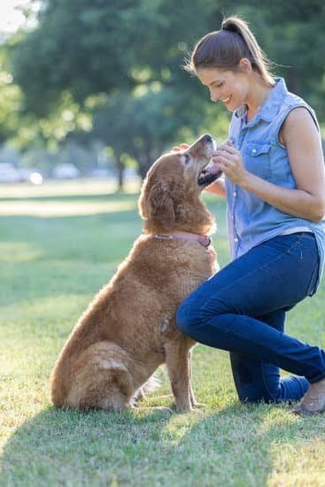 joys-of-living-enlist-inmates-in-oregon-to-train-service-dogs