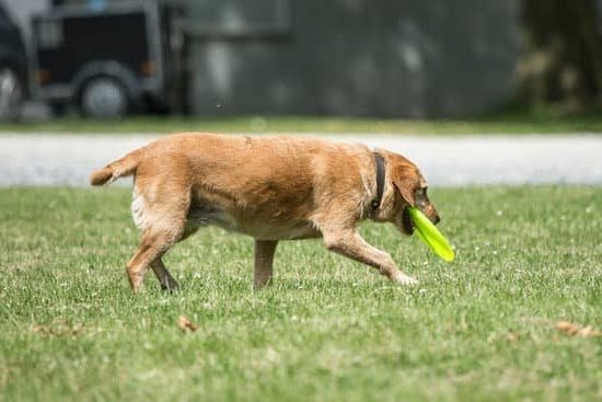 Augusto Dog Trainer | Every Day Interests