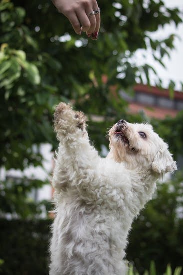 dogs-on-trains-in-spain-every-day-interests