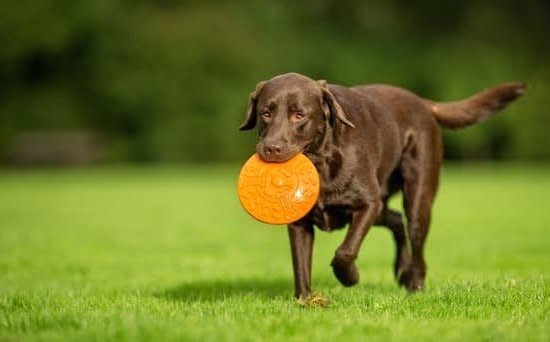 German Words For Dog Training | Every Day Interests