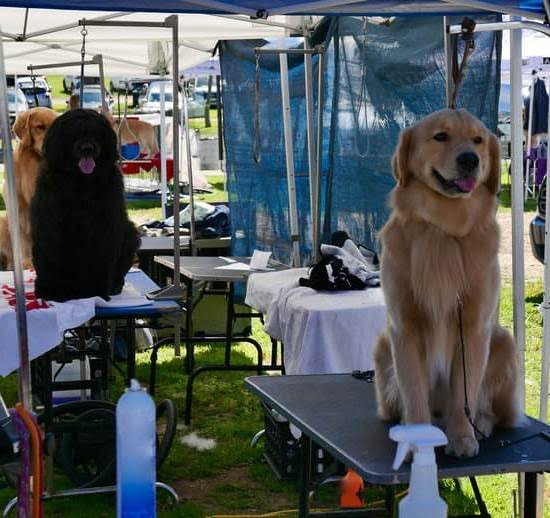 how-to-become-a-search-and-rescue-dog-trainer-australia-every-day