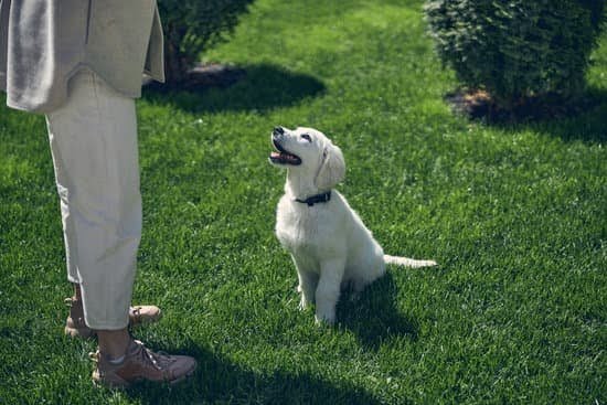 how-to-know-when-your-dog-is-fully-potty-trained-every-day-interests