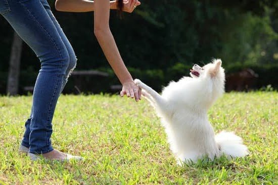 how-to-potty-train-a-dog-that-won-every-day-interests