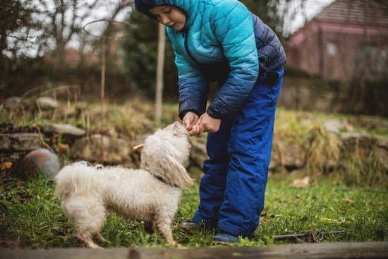 how-to-toilet-train-older-dogs-every-day-interests