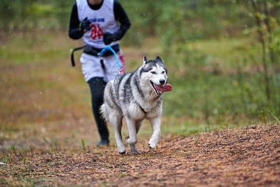 how-to-train-a-dog-not-to-chase-cat-every-day-interests