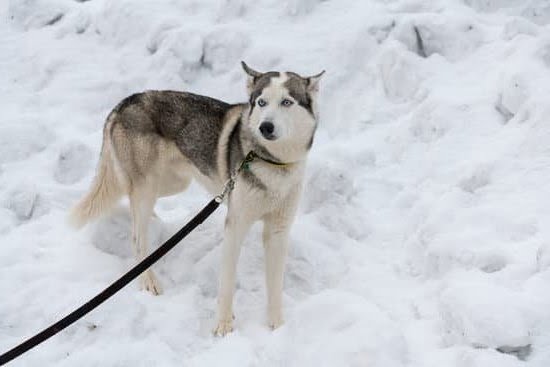 How To Train A Service Dog For Pain | Every Day Interests