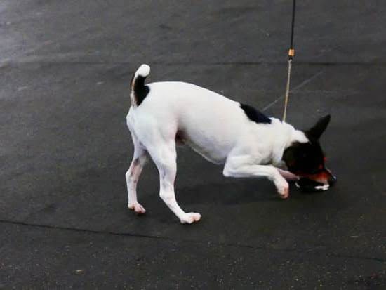 Litter Box Training A Dog Pros Cons | Every Day Interests