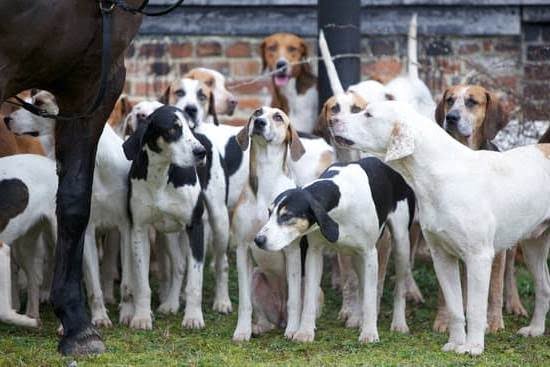 how-to-become-a-dog-trainer-in-toronto-every-day-interests