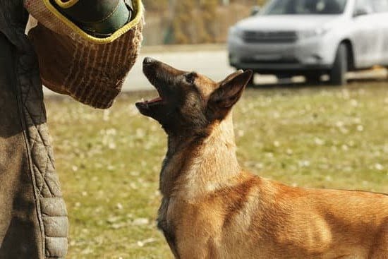 how-to-train-puppy-to-leave-older-dog-alone-every-day-interests