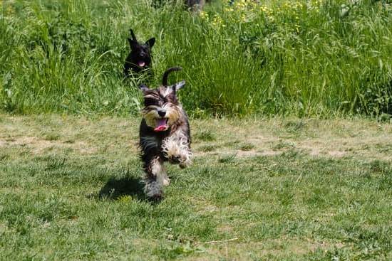 How To Make A Place Board For Dog Training | Every Day Interests