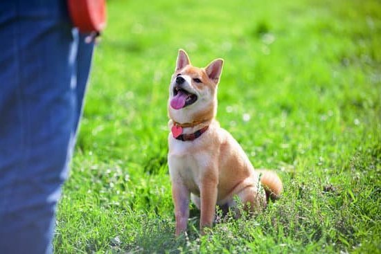 can-i-train-a-3-year-old-dog-every-day-interests