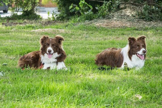 how-to-become-a-certified-dog-trainer-ccpdt