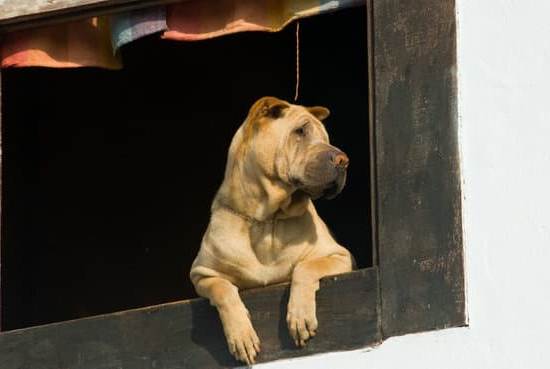 how-to-paper-train-a-2-year-old-dog-every-day-interests