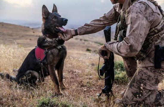 How To Train Drug Dogs | Every Day Interests