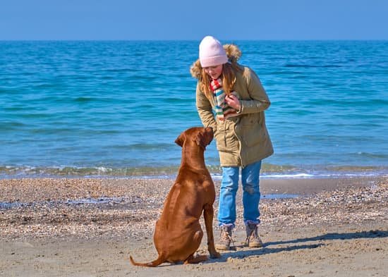 can-you-take-dogs-on-trains-in-france-every-day-interests