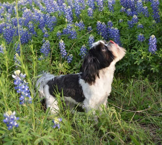 how-to-train-recall-with-my-dog-every-day-interests